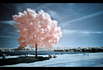 Near Infrared Photography