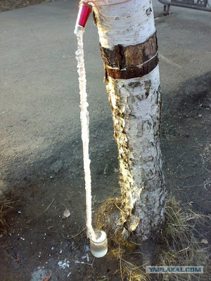 sap from trees