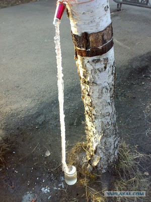 Smola i sokovi Frozen+tree+sap