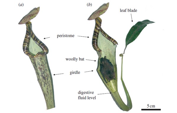 TYWKIWDBI ("Tai-Wiki-Widbee"): Carnivorous pitcher plants provide homes