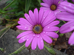 Purple Daisy