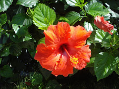 Hibiscus