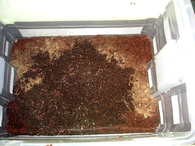 Worms With Teeth