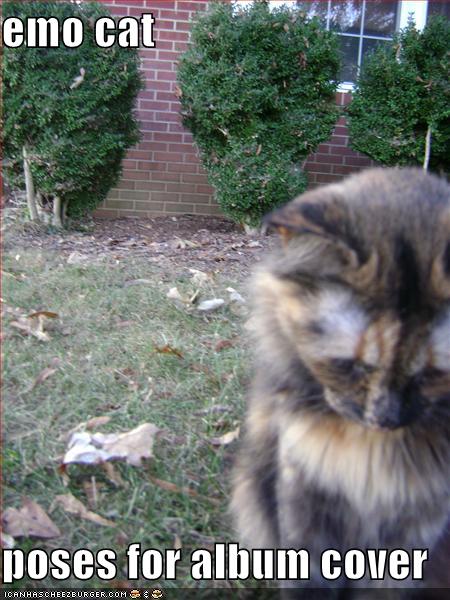[funny-pictures-album-cover-cat.jpg]