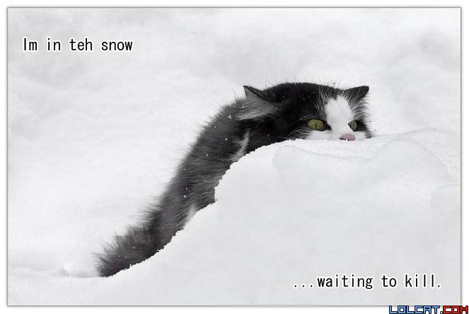 [inthesnowkill.jpg]