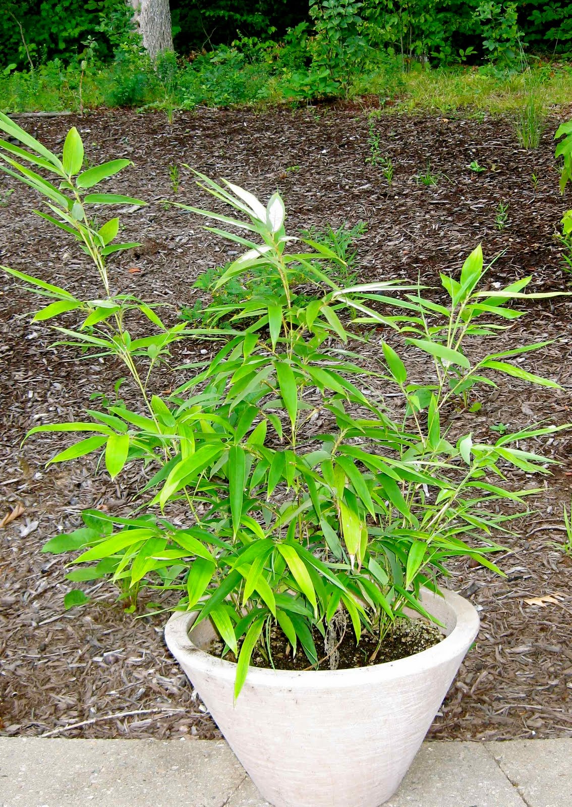 Logee�s Tropical Plants Blog Keep Your Tropical Plants