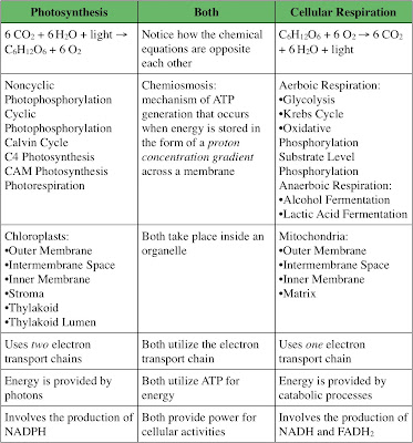 Image result for In both photosynthesis and cellular respiration, there is the electron transport through the protein chain, and the result is to produce ATP. Then, what is are the similarities and differences of electron transport in photosynthesis and cellular respiration?