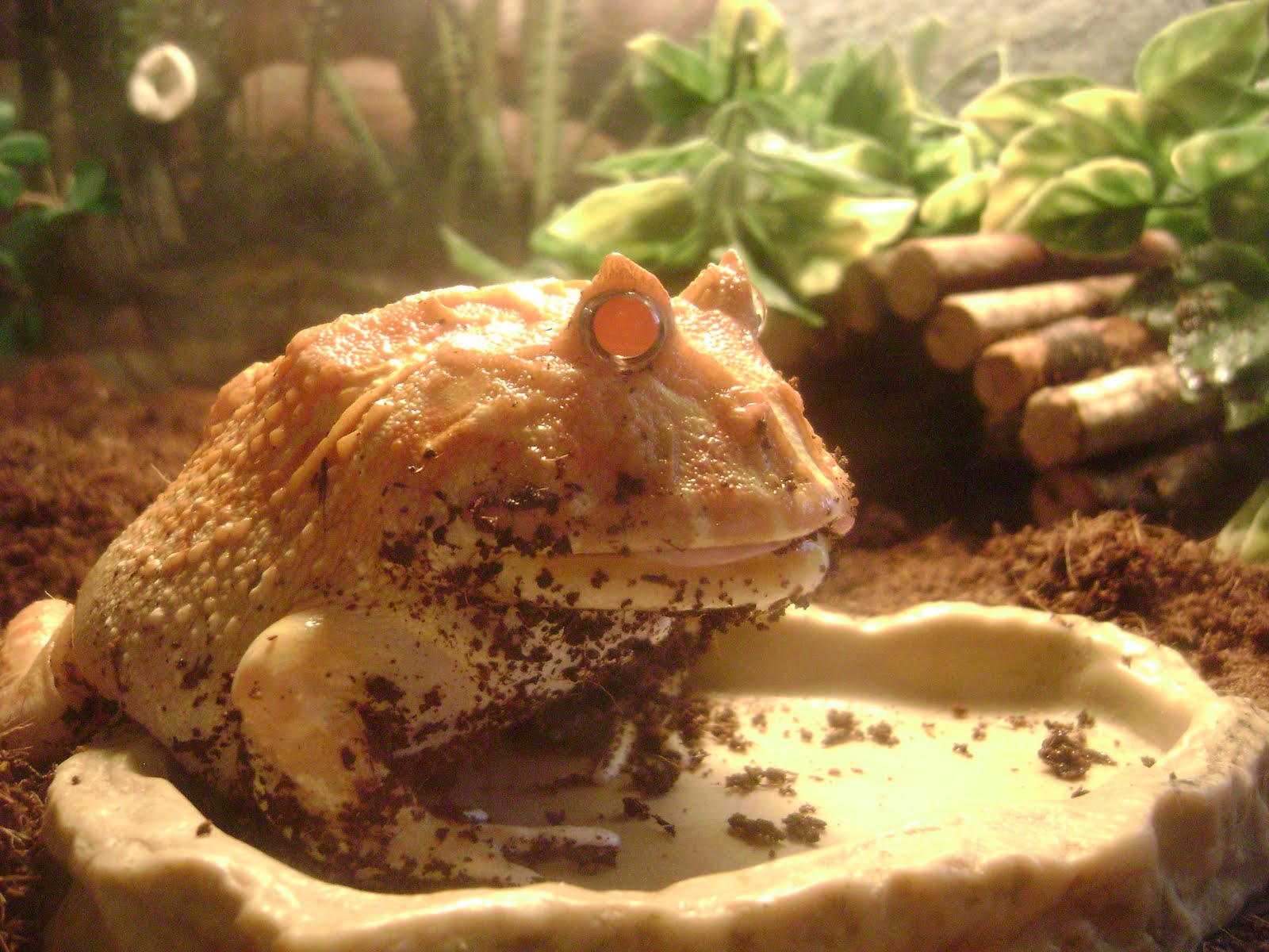 The Tao of Worm Farming Argentinian Albino Pacman Toad
