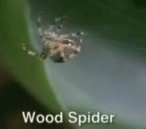 Drugs And Alcohol on Spiders