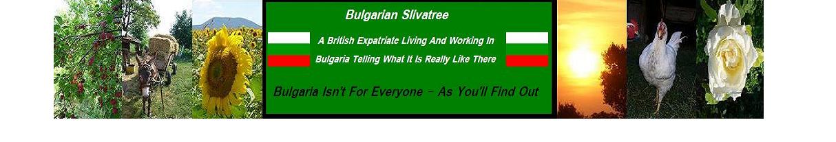 Bulgarian Slivatree - An Expatriate's Eye in Bulgaria
