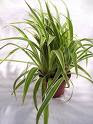 Sell Home Grown Spider Plants - Easy Money