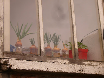 Old Onions Growing On A Yambol Window Sill