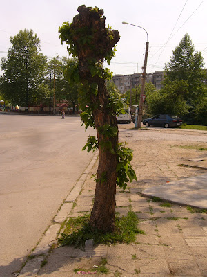 Yambol Tree Comes Back To Life