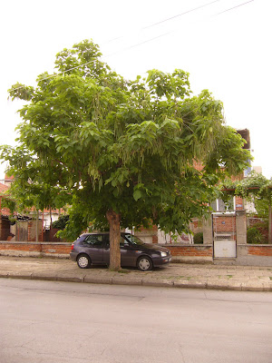 A Yambol Tree Covered Car Park