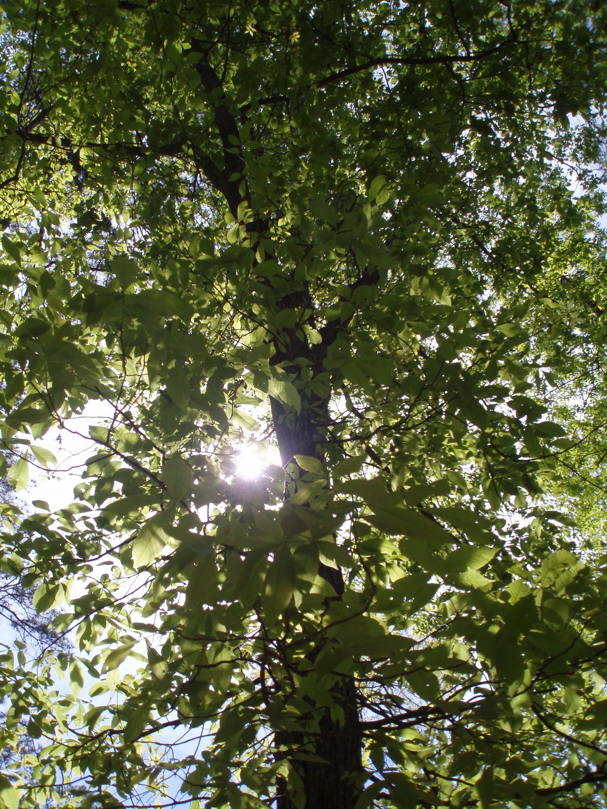 [sun+thru+tree.JPG]