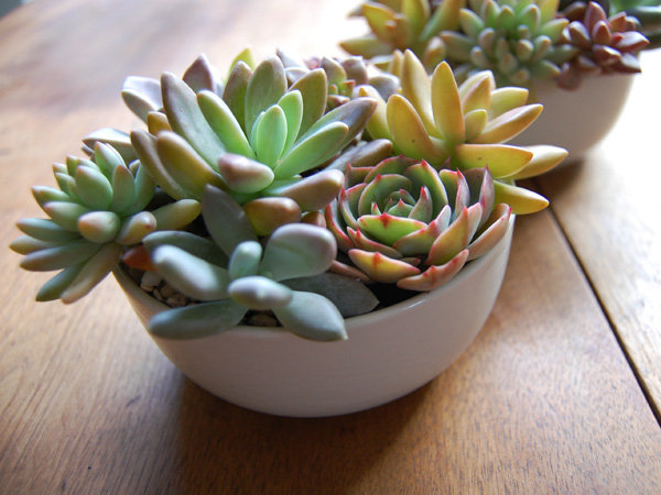 [emerald3succulents.jpeg]