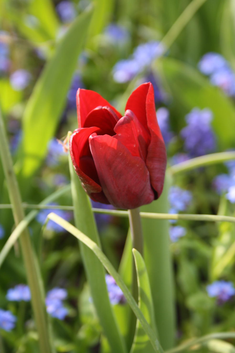 Tuin tirades: april 2010