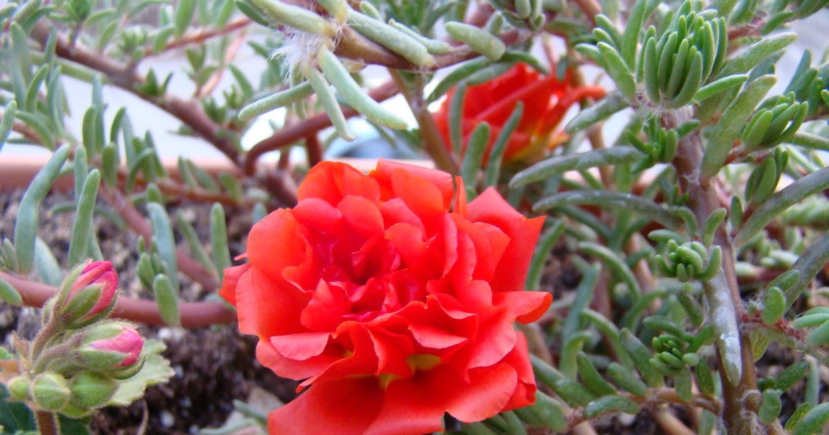 Çiçek Deryası Kedi Tırnağı İpek Çiçeği