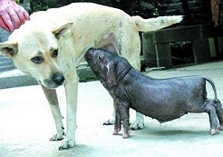 Dog adopts piglet