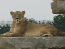 African Lion Safari
