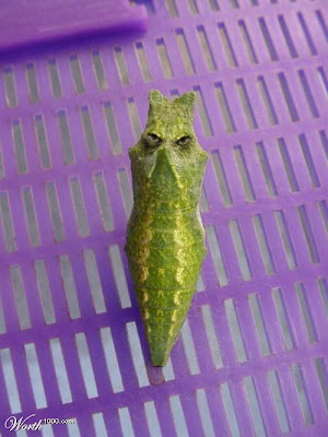 Metapod Plush