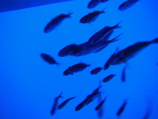 [Day+9+-+fish+under+boat-785641.JPG]