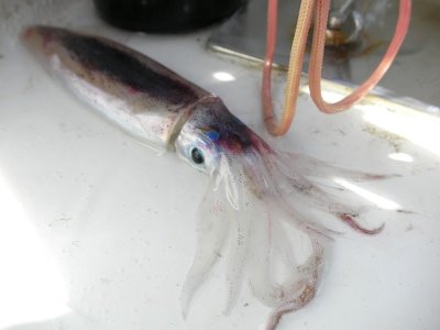 [Day+36+-+intact+squjid-705642.JPG]