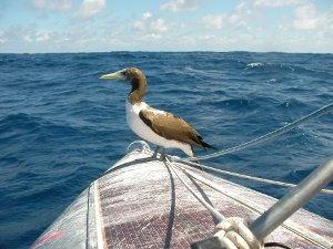 [Day+50+-+booby+poop-765801.JPG]