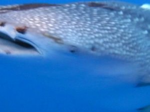 [Day+58+-+whale+shark+face-726348.JPG]