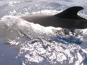 [Day+67+-+whale+fin-746823.JPG]