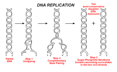 Cartoon Dna Replication