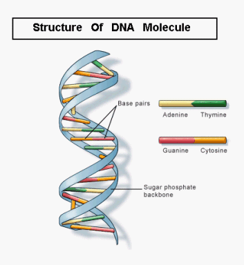 structure of DNA molecule