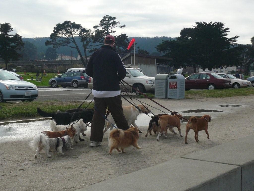 [SF_dog+walk.jpg]