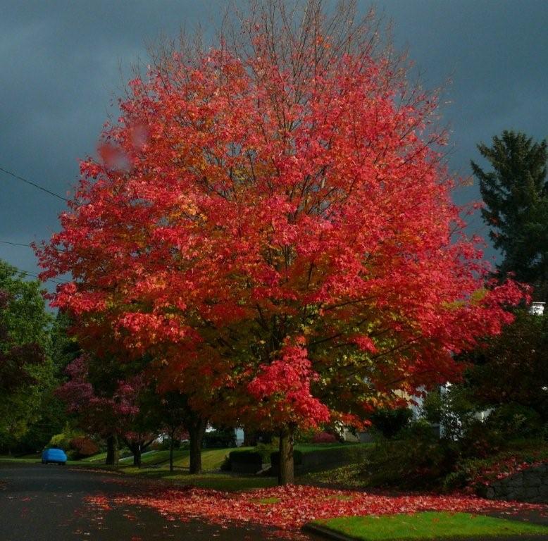 [Tree+BEFORE.jpg]