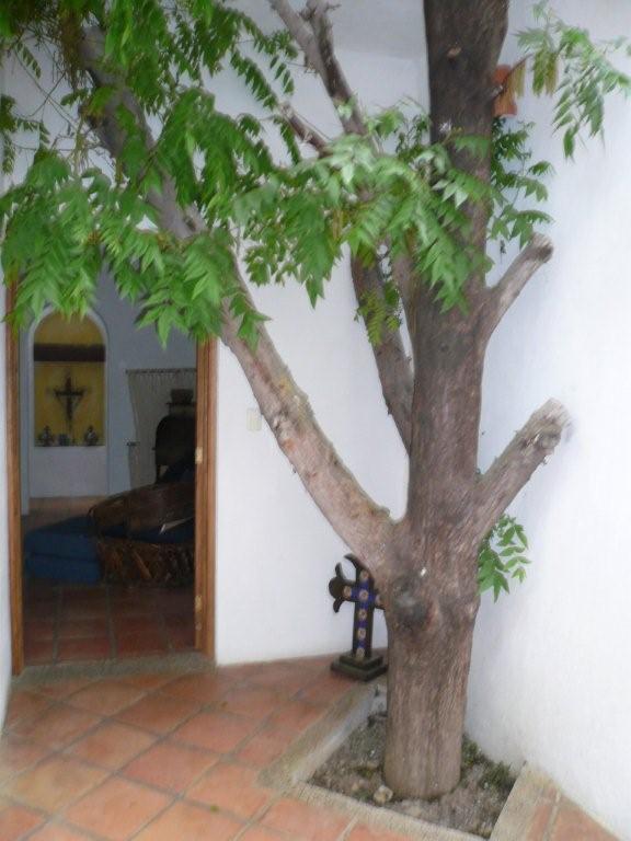 [the+tree+in+the+house.jpg]