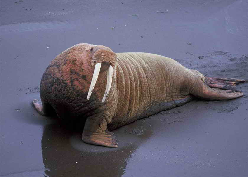 Ginger Walrus