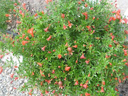 Estamos en el mes de Mayo y como se ve, en la fotografía los granados están . (imagen )