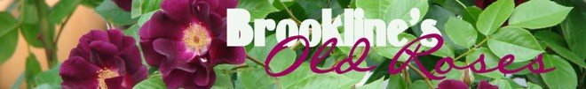 Brookline\