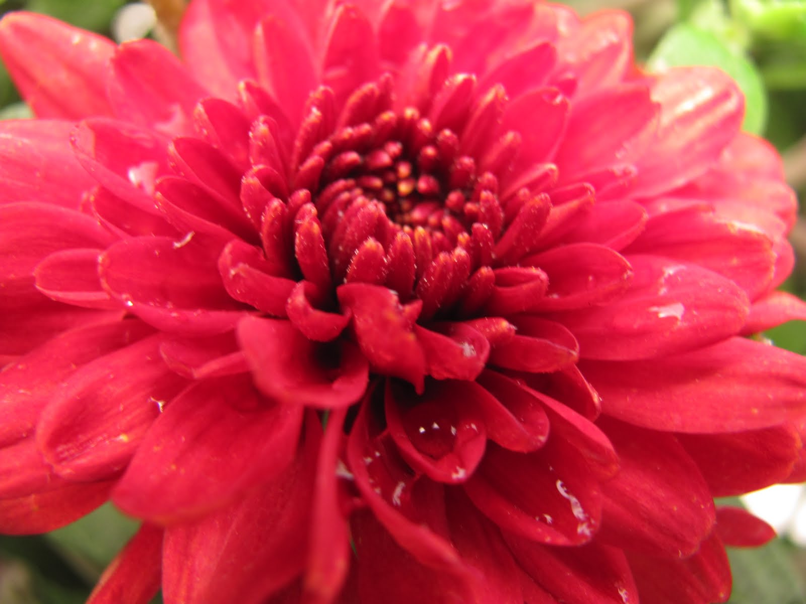 Plants, Dirt, & Work August 2010