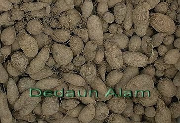 Dedaun Alam: Ubi Keling @ Kemili