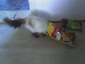 Kesara, our Birmanese cat