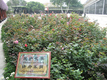 Rose Garden