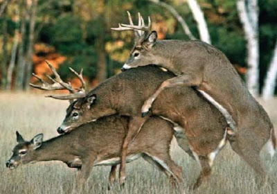 Deer Hump