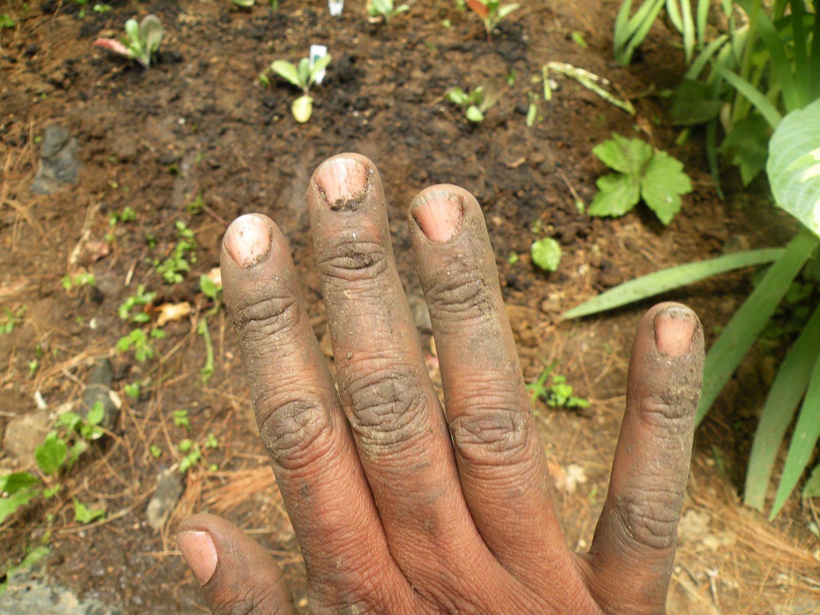 [collard+hands+2.JPG]