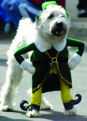 [stpatricks%20leprechaundog.jpg]
