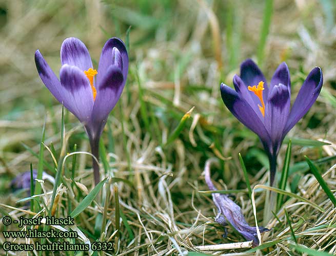 [crocus_heuffelianus_6332.jpg]