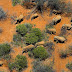 Africa from the Air