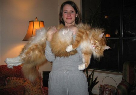 biggest cat ever