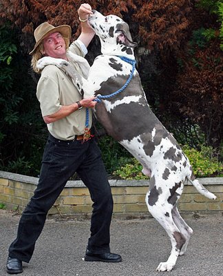 largest dog in world. World#39;s Biggest and Largest
