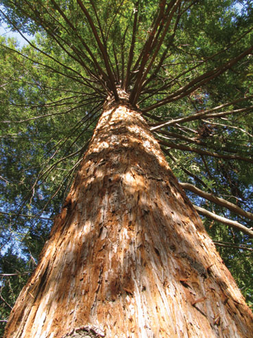 Tallest Tree In The World
